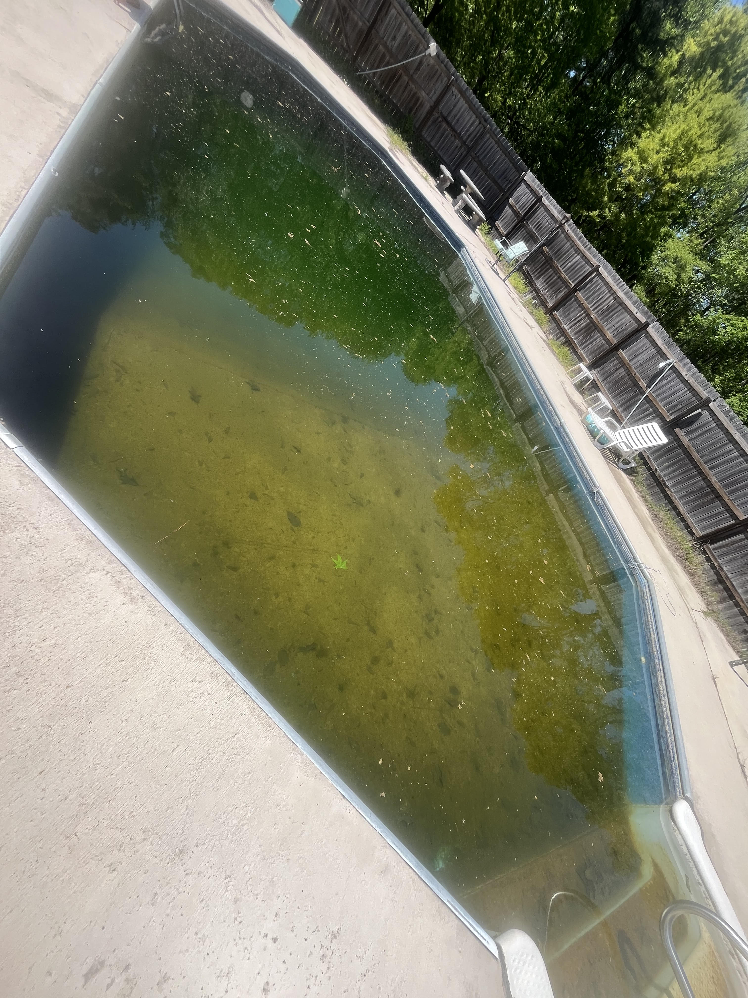 Green pool before